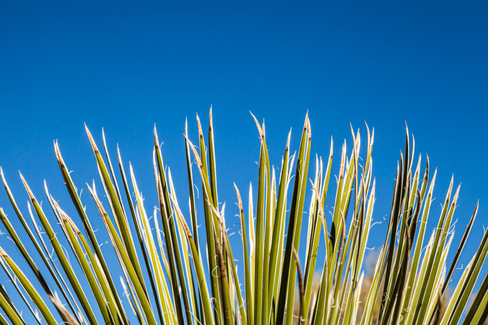 A Yucca plant against a clear blue sky, Phoenix Desert Botanical Garden, Arizona.