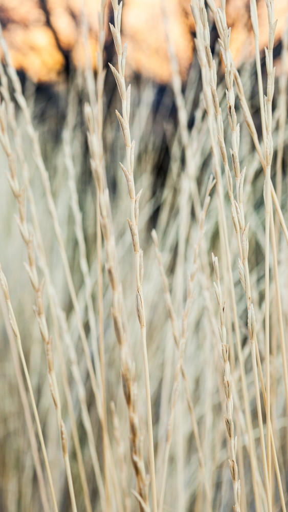 Closeup detail of grasses along the shores of Ancient lake in Potholes Coulee, Central Washington State, USA.