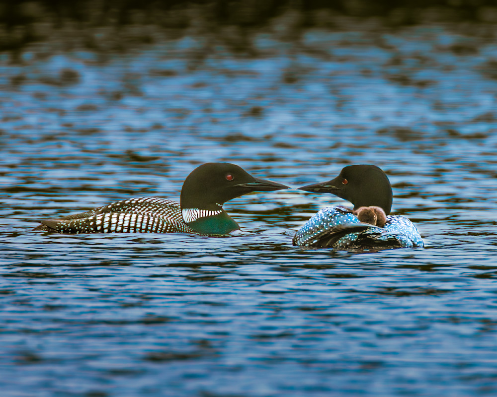 Loon Pair Touching Bills With Chick On Adult’s Back Photography Art | Mike Soegtrop Photography