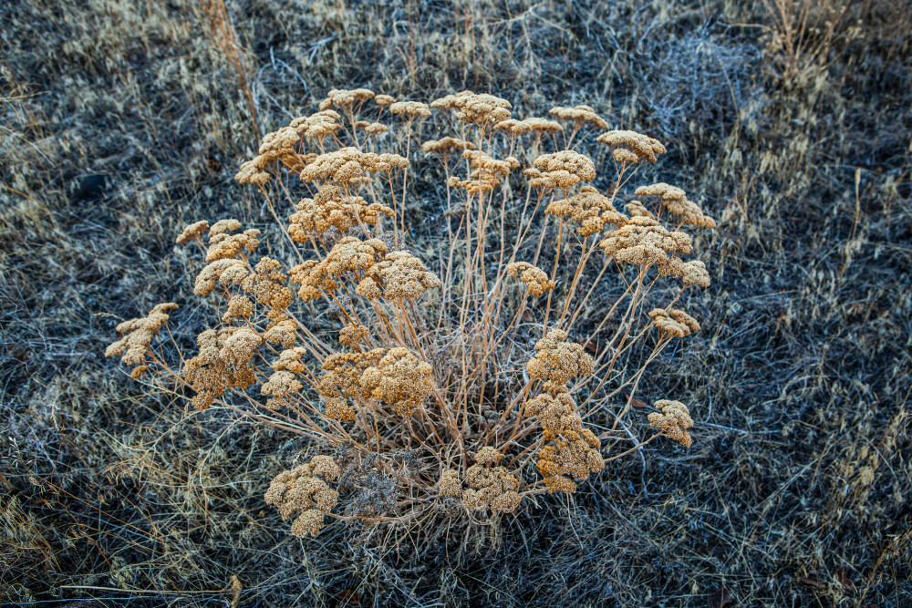 Wintertime plants near Ancient Lakes, Eastern Washington, USA.