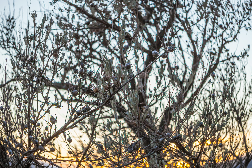 Sagebrush detail as the sun sets along the Ancient Lakes trail, Eastern Washington, USA.