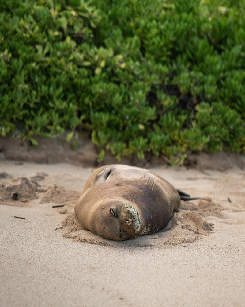 Dsc2559 Photography Art | dannytorobekovart