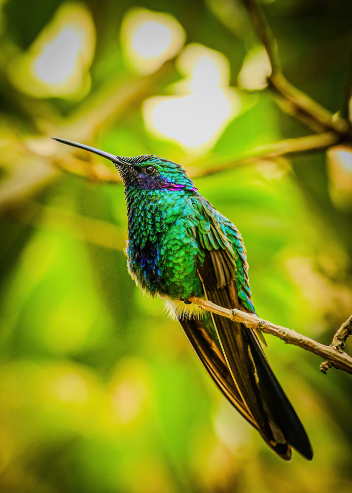 Hummer High Rez Photography Art | Kasdenphotography.art