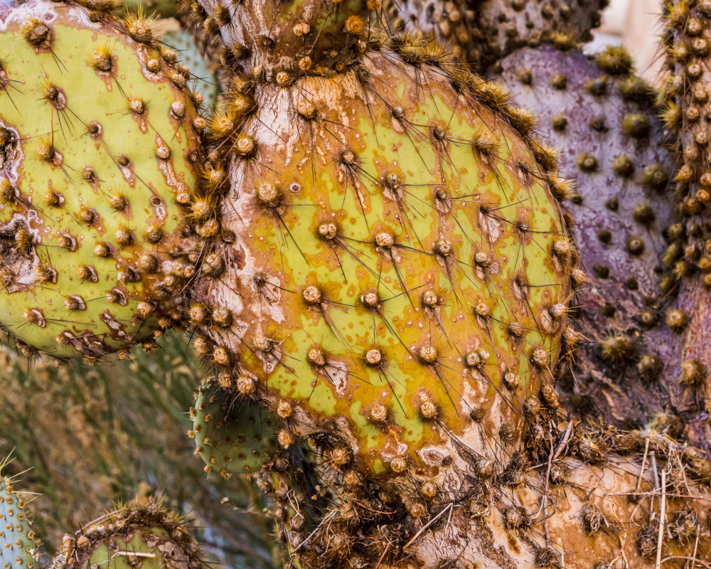 Prickly Pear Cactus in Rattlesnake Canyon, Joshua Tree National Park.