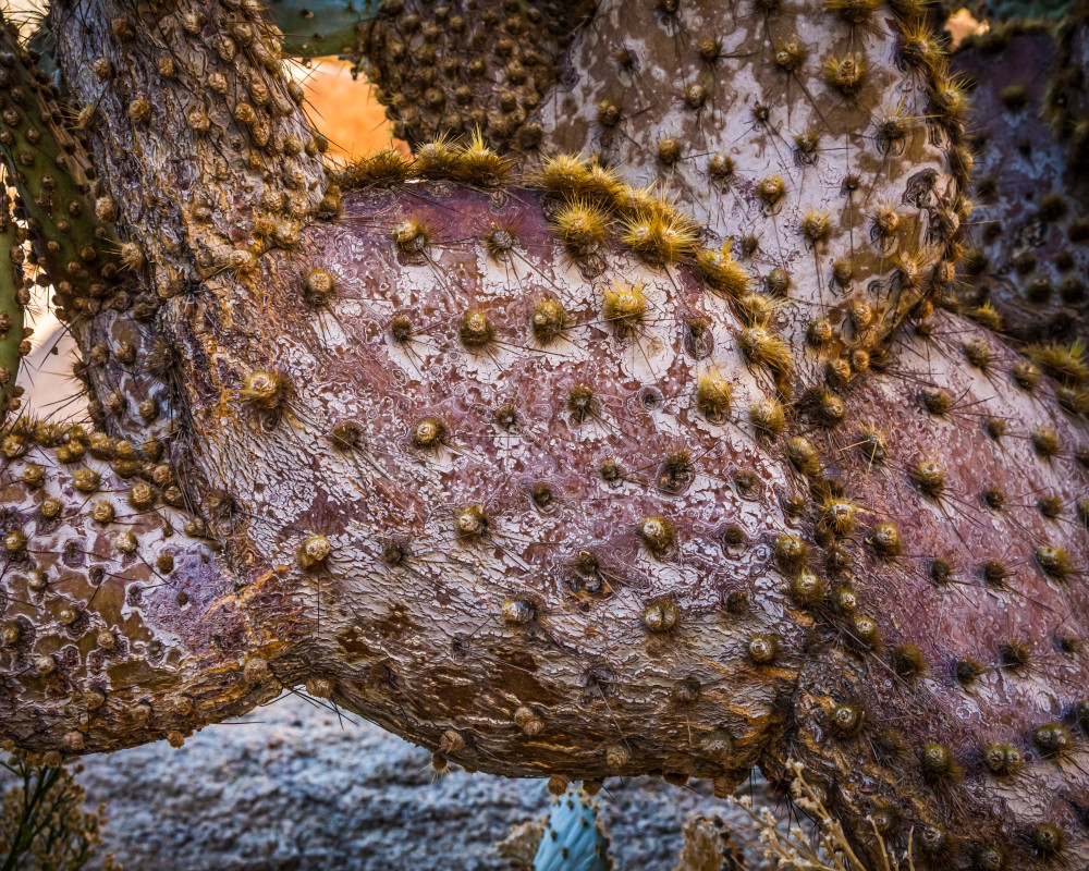 Prickly Pear Cactus in Rattlesnake Canyon, Joshua Tree National Park.