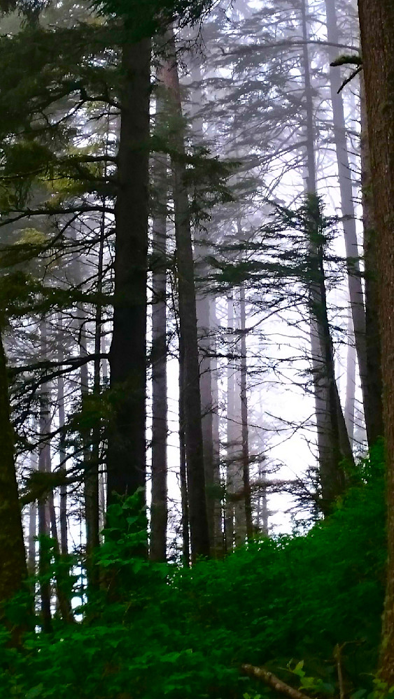 Cape Lookout Trail   Through The Fog. Photography Art | InYourBackyard