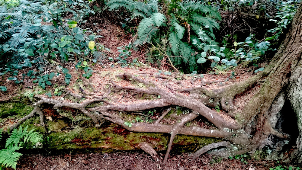 Cape Lookout Trail In The Woods Photography Art | InYourBackyard