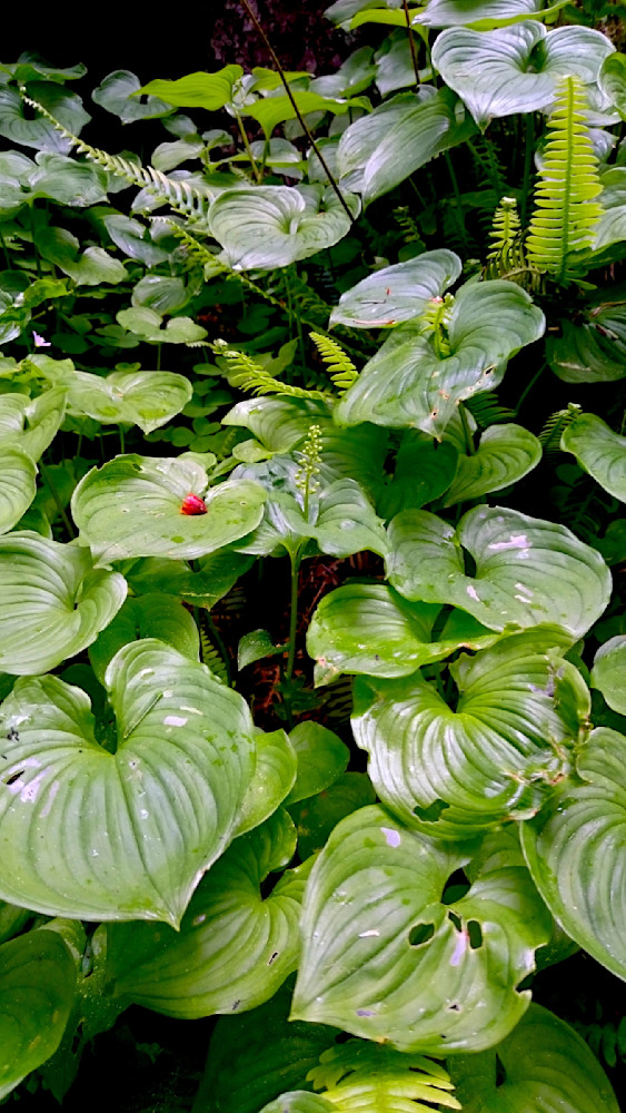 Ivy Dreams Photography Art | InYourBackyard