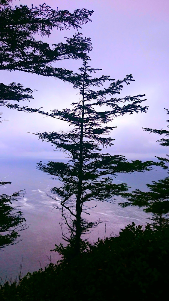 Tree Silhouette On The Cape Lookout Trail Photography Art | InYourBackyard