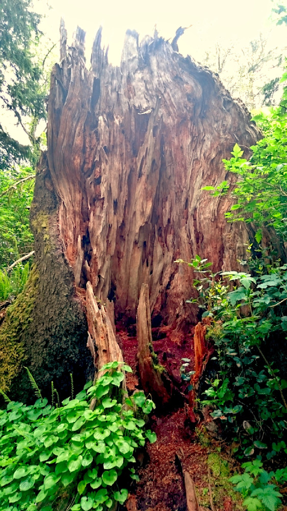 Woody In The Forest Photography Art | InYourBackyard