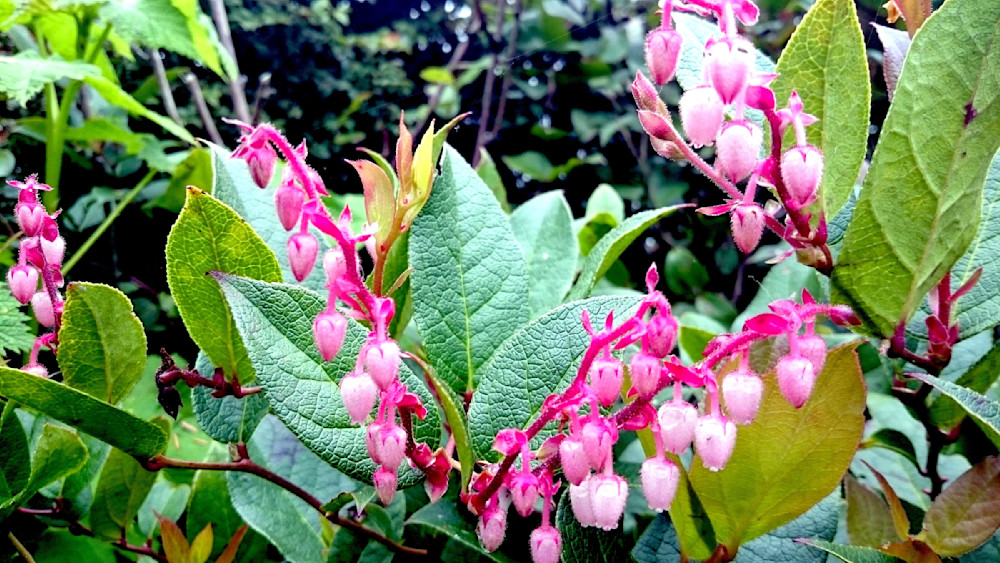 Beach Flowers Photography Art | InYourBackyard