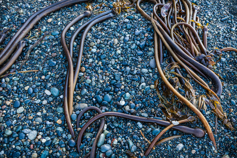 art photography prints for sale buy art online Bull kelp rocky beach French Beach Vancouver Island British Columbia Canada.