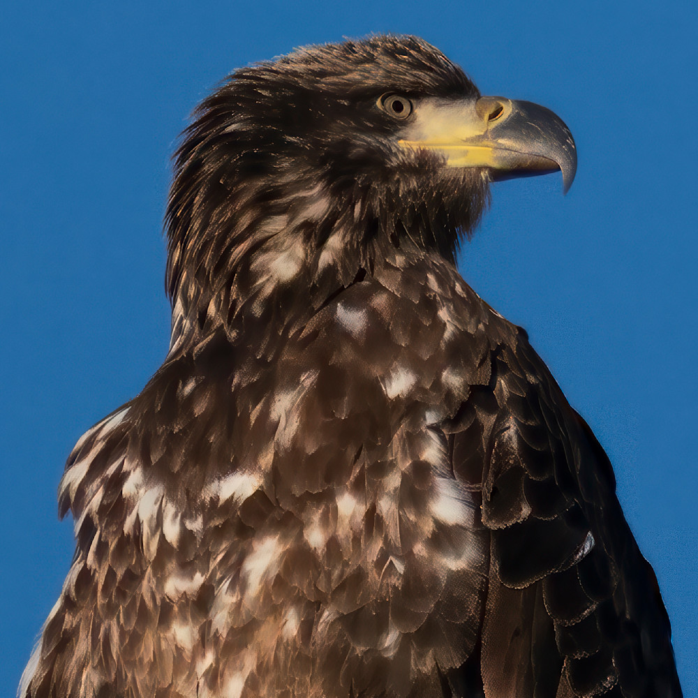 Anticipation – fine art nature photography