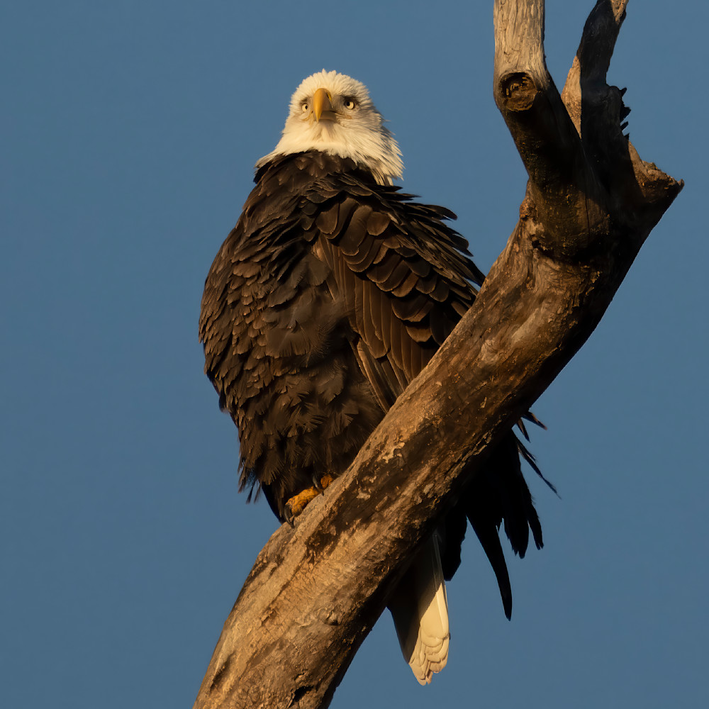 The Hunter: Perch – wildlife photography