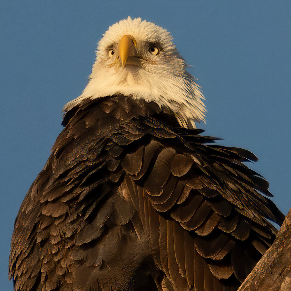 The Hunter: Portrait – wildlife photography