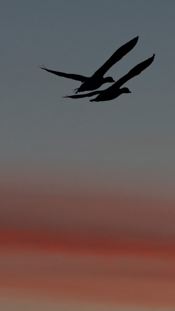 Love Birds – wildlife photography