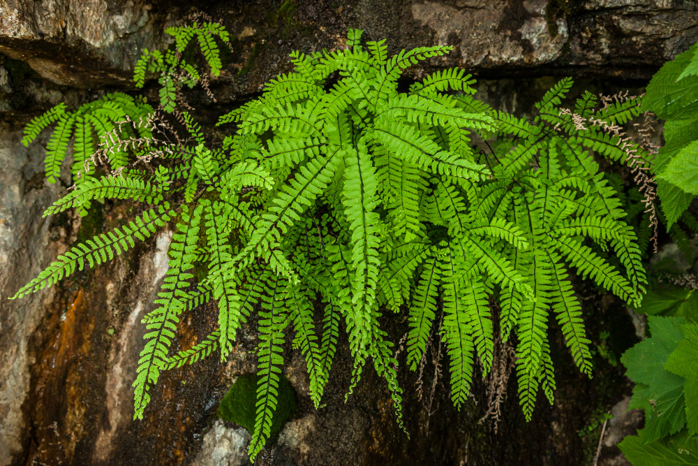 art photography for sale buy artwork online prints for sale Ferns growing side of cliff