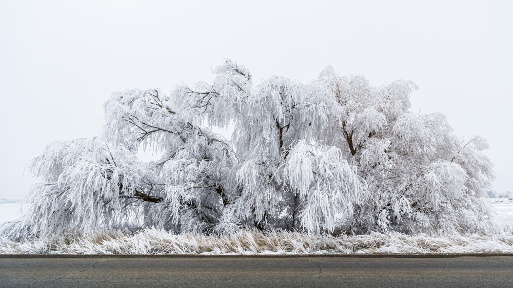 freezing, fog, eastern, washington, frost, tree, winter