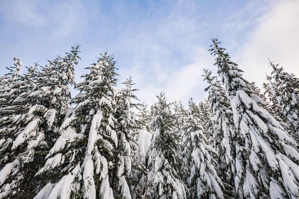 snow, covered, trees, Fine, art, photography