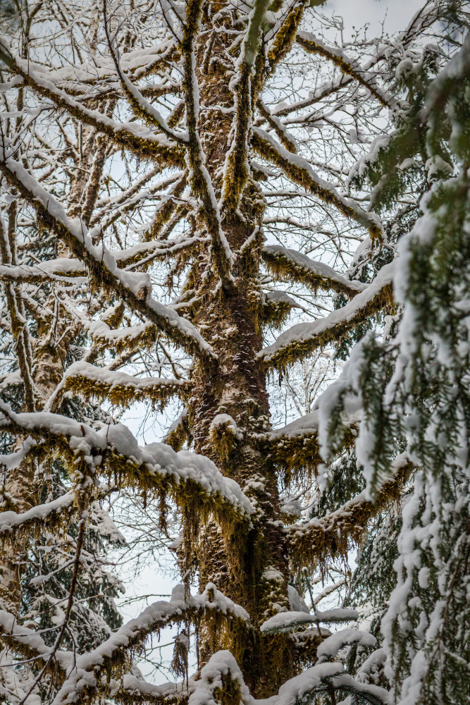 A deciduous tree covered in snow and moss, Washington Cascades, USA.
