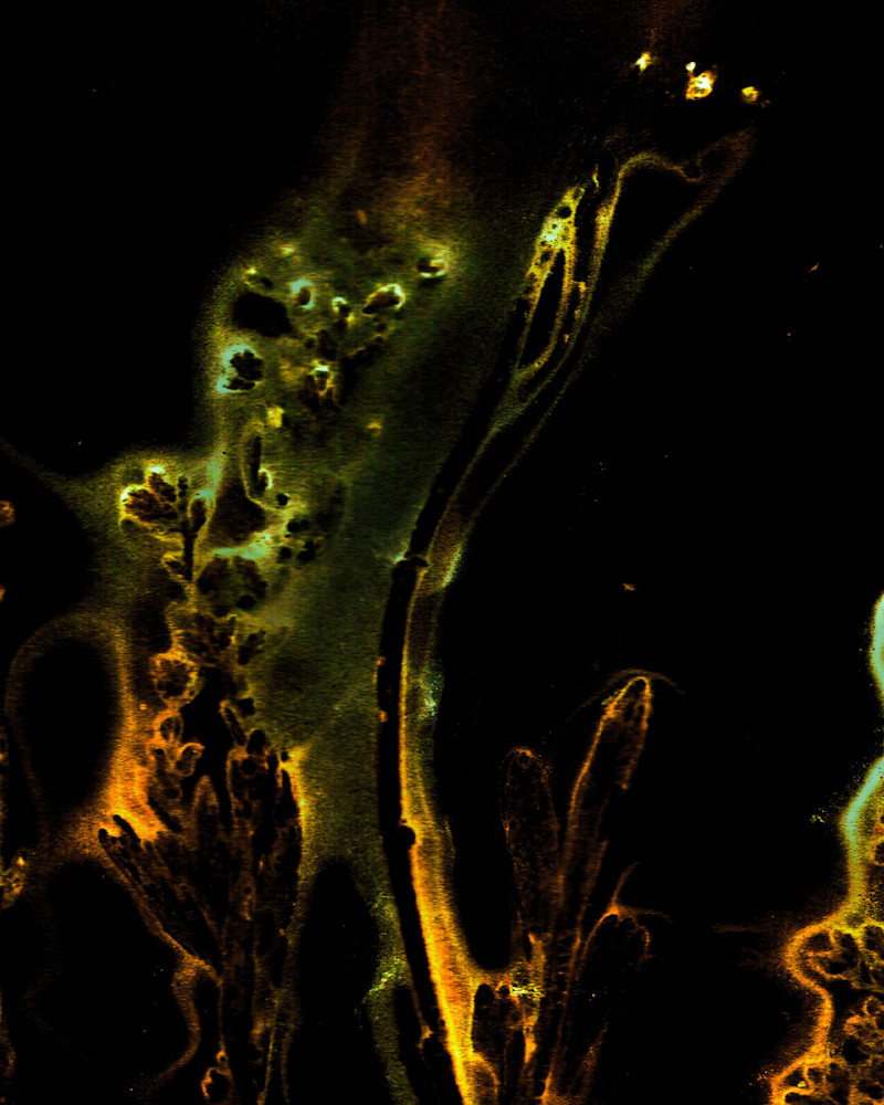 6 Moab Grasses Jeanne Duncan Art | Debbie Alley