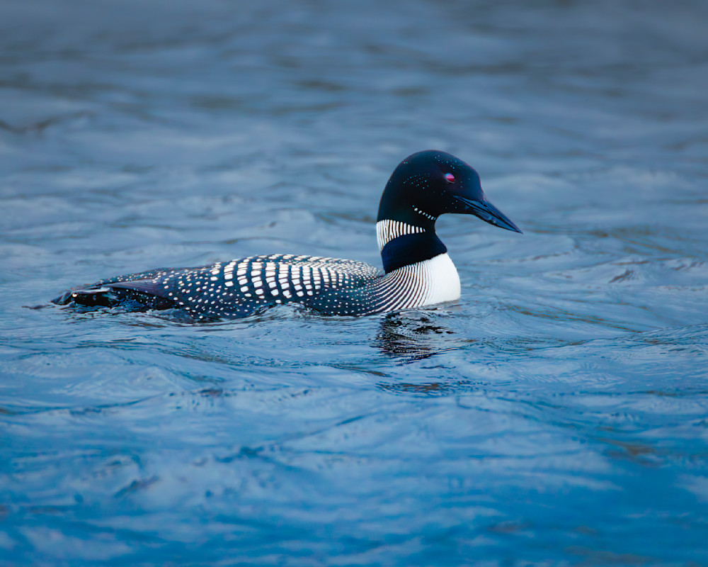 Crimson Gaze Photography Art | Mike Soegtrop Photography