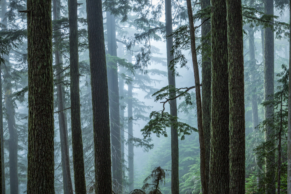 Old, growth, trees, fog, Mount, Rainier, National, Park, prints, art, decor