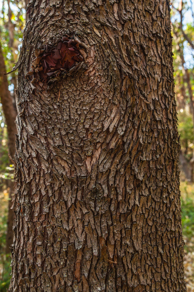 Madrone Texture 02 Art | Tim McGuire Fine Art