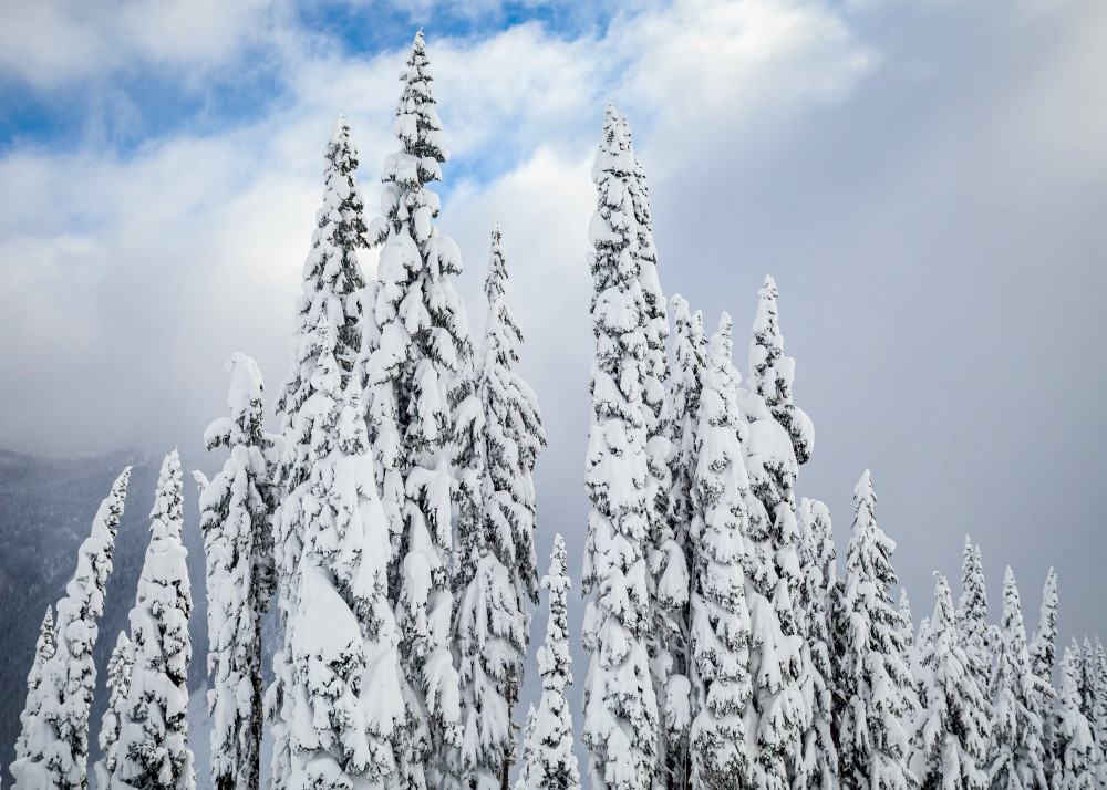 Trees, covered, snow, Cascade, mountains, Washington