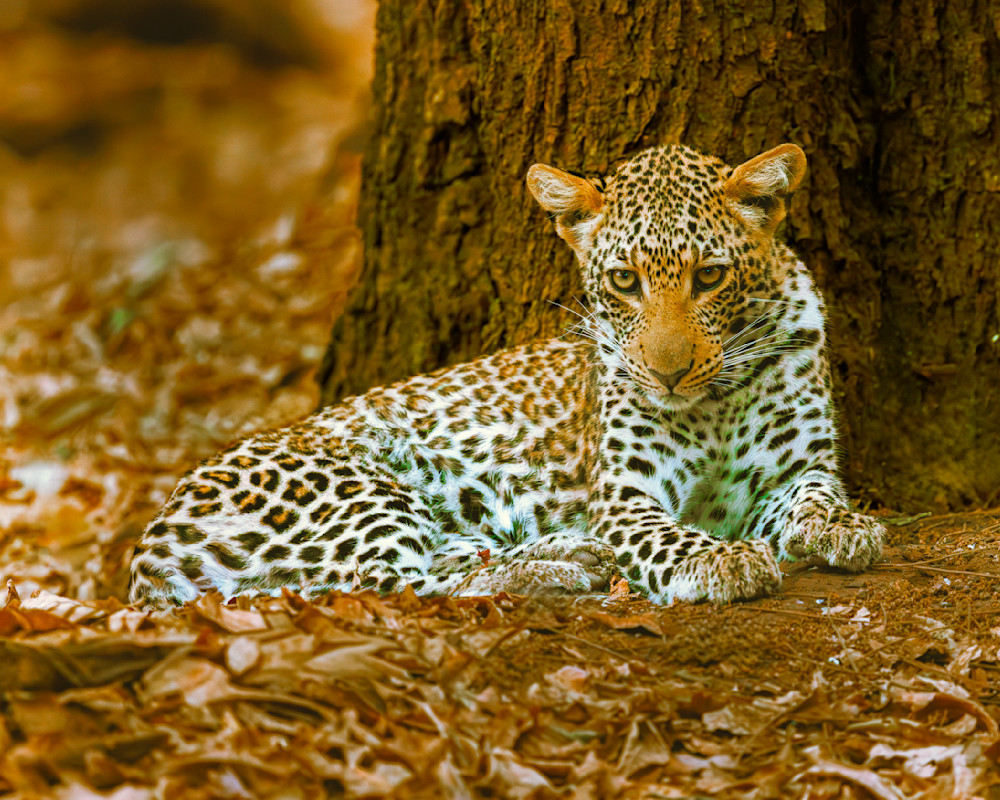 Quiet Authority Of A Leopard Photography Art | Mike Soegtrop Photography