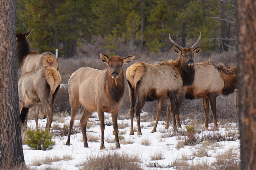 Magestic Elk Of The Deschutes Photography Art | InYourBackyard