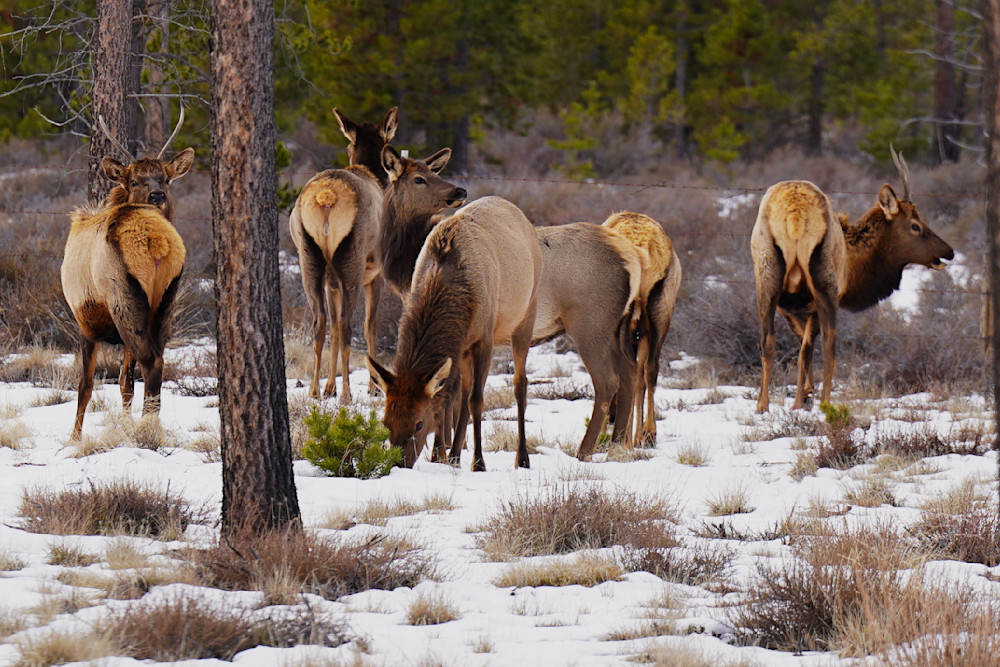 Elk Of La Pine Oregon Photography Art | InYourBackyard