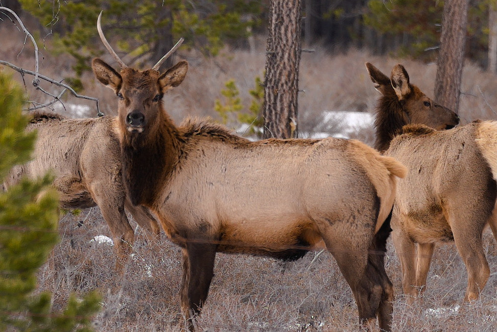 Elk In Deschutes Forest Photography Art | InYourBackyard