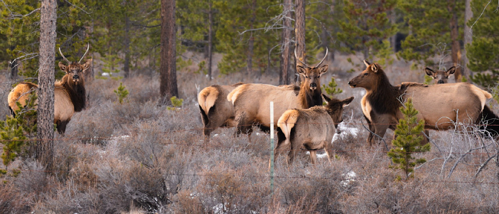 Bull Elk Fam Photography Art | InYourBackyard