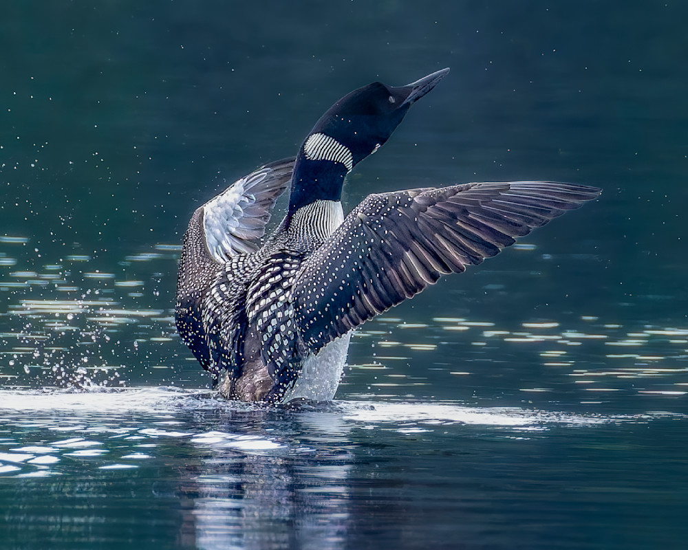 Loon doing side wing flap on calm waters.psd