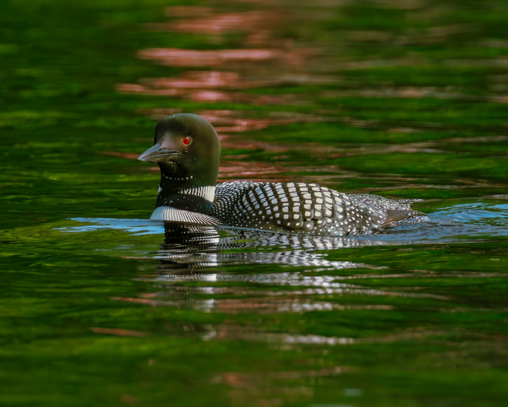 Loon backlit with greenand pink reflections.psd