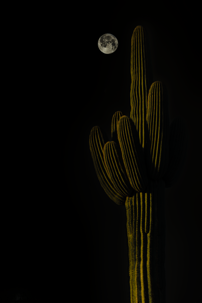 08202022 Stv Moon Cacti Imgc2424 Photography Art | James H Egbert's Silver Branch Studios