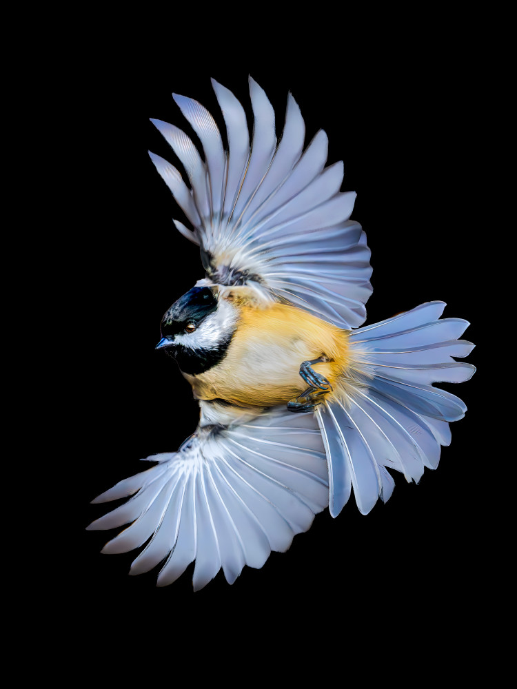 Tiny Dancer Photography Art | Spielman Photography