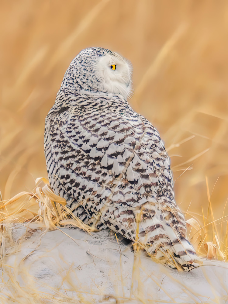 The Golden Glance Photography Art | Spielman Photography