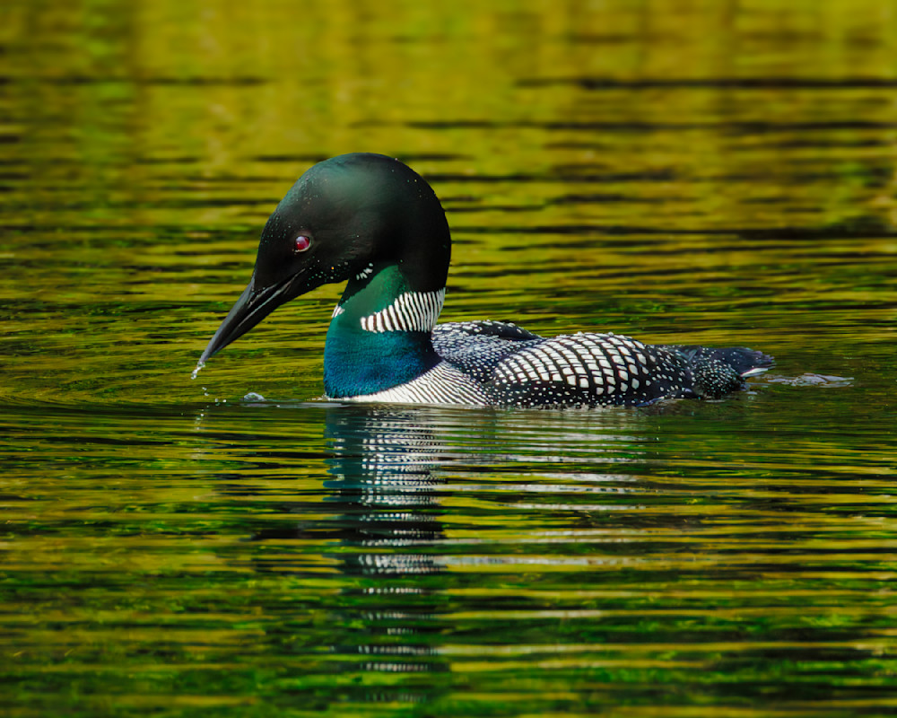 _12A6697-Enhanced-NR.dng