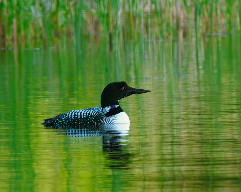 Loon in the reeds.tif