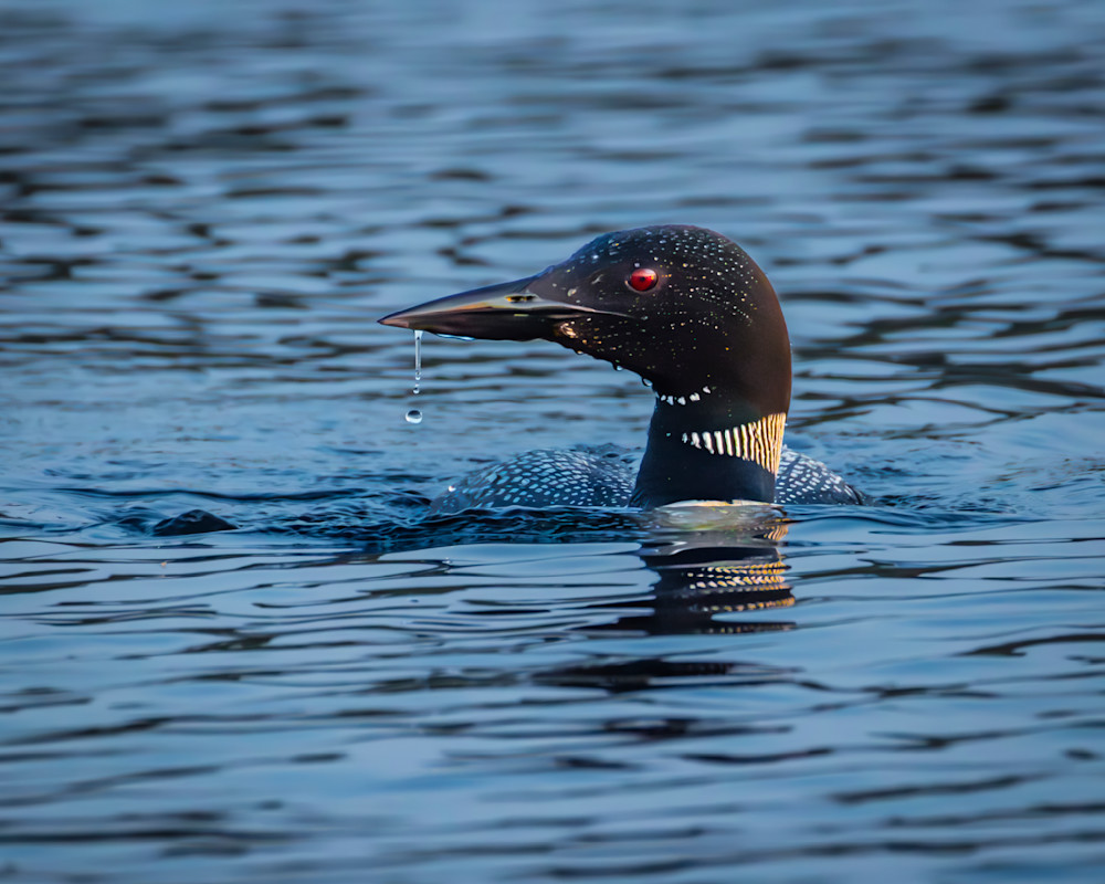 Loon head with water dripping.CR3