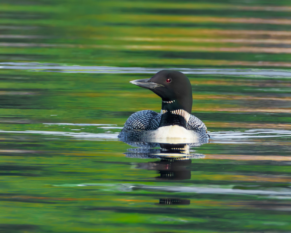 Loon cruising in yellow and brown reflection-Edit-Edit.tif