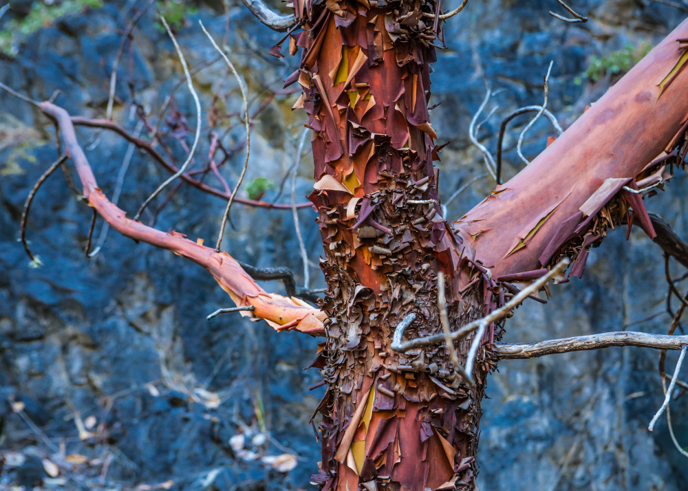 Closeup view of a Madrone tree on San Juan Island, Washington, USA.