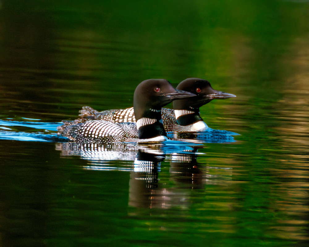 Pair of Loons, side-by-side.psd