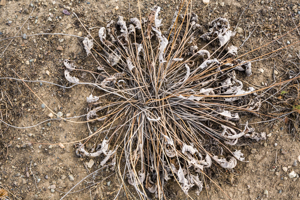 Closeup of a dormant and dried out Balsamroot plant in Eastern Washington, USA.