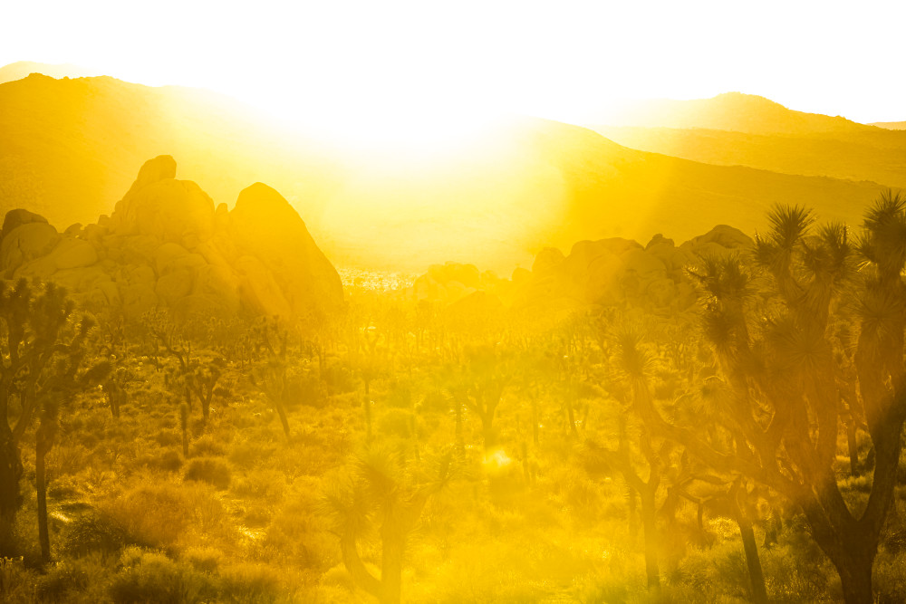 Sun flare in Joshua Tree National Park near sunset.