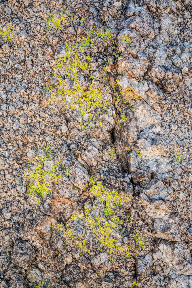 Lichen On Desert Granite Art | Tim McGuire Fine Art