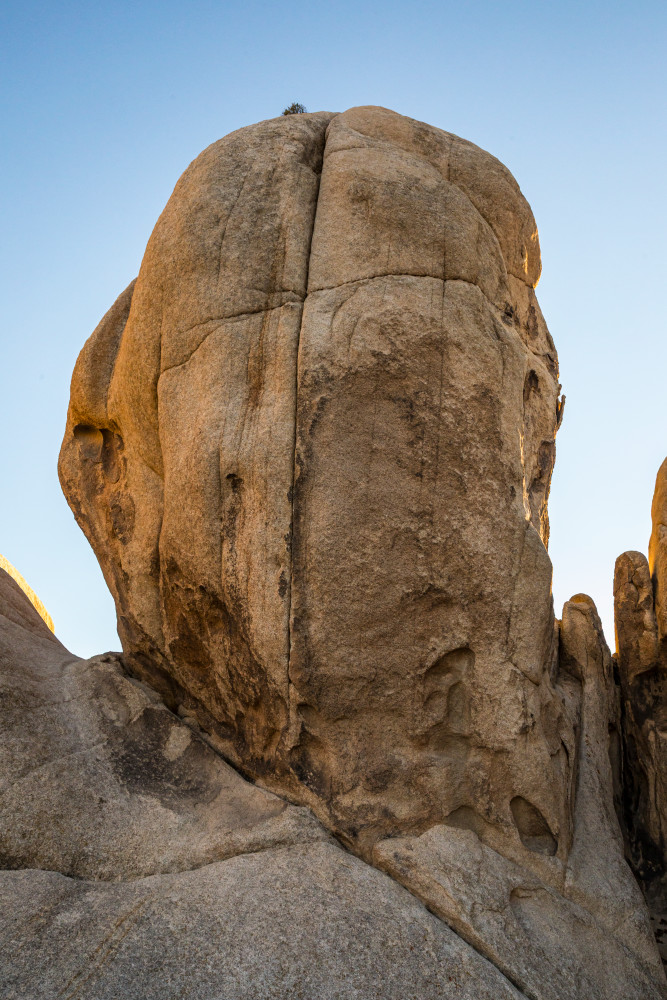 Creature Head Art | Tim McGuire Fine Art