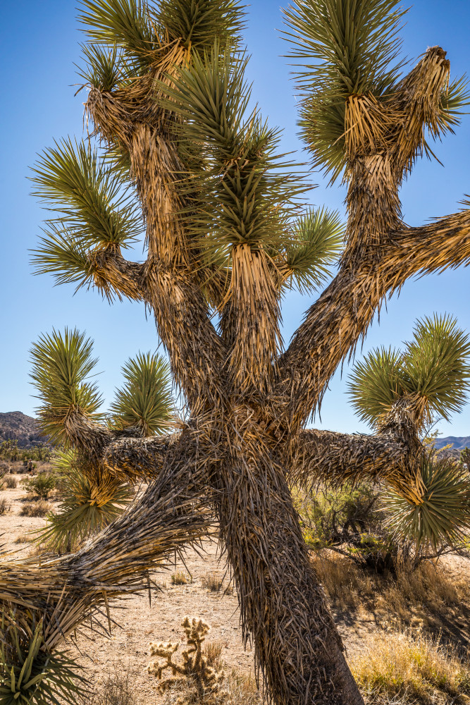 A Joshua Tree in Joshua Tree National Park.
